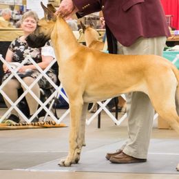 Great Danes from Symmetry Danes