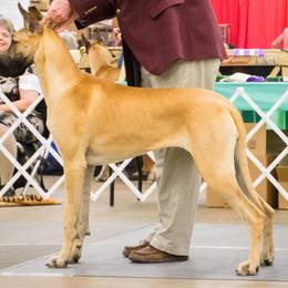 Great Danes from Symmetry Danes