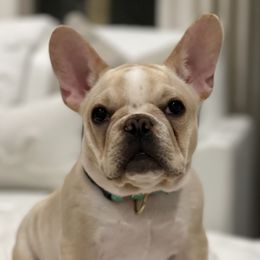 Pearl - French Bulldog