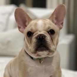 Pearl - French Bulldog
