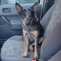 Max - Australian Cattle Dog
