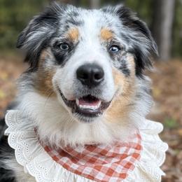 Dachshunds and Miniature Australian Shepherds from Ironwood Creek