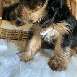 Yorkshire Terrier Puppies from Yuppie Yorkies