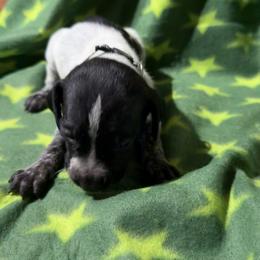 Grey - Black roan male German Shorthaired Pointer puppy in Jackson, Georgia from Rosengrace Gsps (formerly Tiner GSP’s)