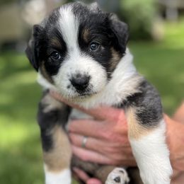 Ouray - Black tri-color female Australian Shepherd puppy in Boulder, Colorado from J&J Aussies