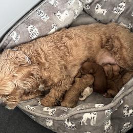 Cavapoo puppies from Pawfect Fur Friends