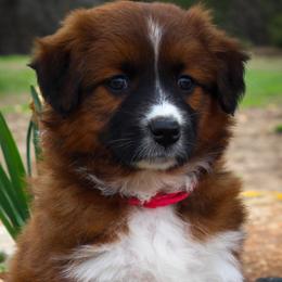 English Shepherd Puppies from Town & Country English Shepherds