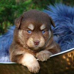 Petal - Red and white female Pomsky puppy in Missouri from Husky Hill Kennel