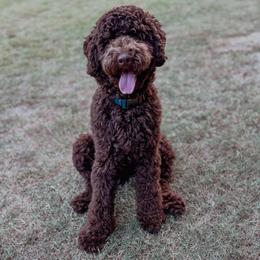 Harvey - Goldendoodle