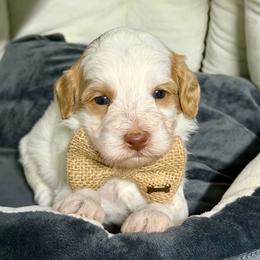 Heath - Caramel cream male Australian Labradoodle puppy in Calhoun, Louisiana from Arrowhead Australian Labradoodles