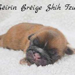AKC Gold with White Male 1 - Gold male Shih Tzu puppy in Las Vegas, Nevada from Beirin Breige Shih Tzus