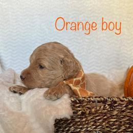 Goldendoodle Puppies from Jaymie's Doodles