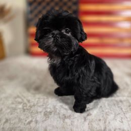 Harley - Black male Shih Tzu puppy in Kings Mountain, North Carolina from Britany's Shih Tzus