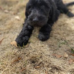 Goldendoodle Puppies from Golden Cuddle Pups