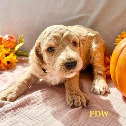 Yellow Collar Female - Cream female Goldendoodle puppy in Conway, South Carolina from Poodle Doodle World