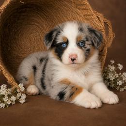 Emerson- Has Tail and Videos- NOSE WILL FILL IN - Blue merle male Australian Shepherd puppy in Troy, South Carolina from Lana Corley- Australian Shepherds of 3/W Farms