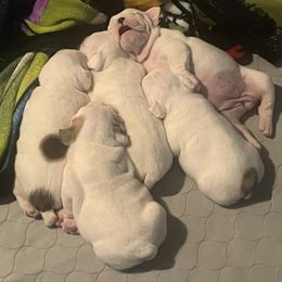 Bulldog Puppies from Pitts Kennel