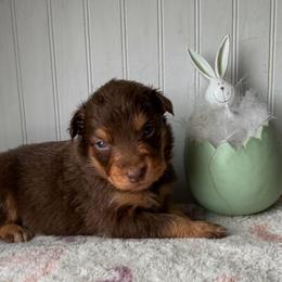 Cadbury - Red tri-color male Australian Shepherd puppy in Windsor, New York from Double B Aussies