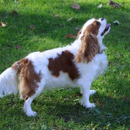 Lilo - Cavalier King Charles Spaniel