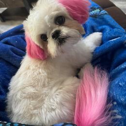 Shih Tzu All Grown Up from Charming Southern Shih Tzu