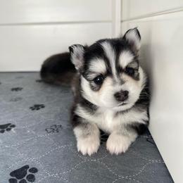 Pomsky Puppies from Pomsky Playpen