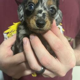 Thomas - BLUE EYED BOY - Dapple male Dachshund puppy in Gainesville, Florida from Mini Dots Mini Dachshunds