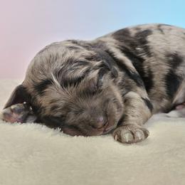 Nova - Merle female Cockapoo puppy in Louisburg, North Carolina from Raven Oak's Shepherds & Dachshunds