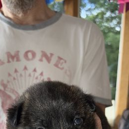 "Benjamin lb" Dutch Shepherd Puppies from Monadnock Dutch Shepherds