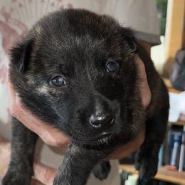 "Benjamin lb" Dutch Shepherd Puppies from Monadnock Dutch Shepherds