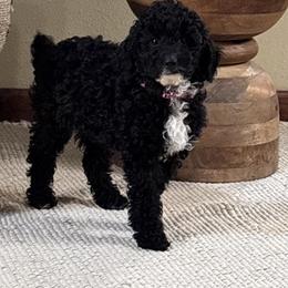 Midnight - Parti male Poodle puppy in Lance Creek, Wyoming from CK Poodles LLC