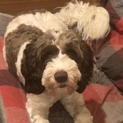 Liam  - Australian Cobberdog