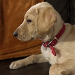 Labrador Retriever Puppies from Sycamore Kennels
