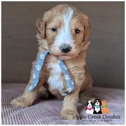 TURBO - Multigen Medium Goldendoodle - OFA-Genetics-Mircrochip-2 Year Warranty - Ready 11-7 - Apricot male Goldendoodle puppy in Jeddo, Michigan from Apple Creek Doodles