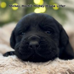 Mickey - Black male Labrador Retriever puppy in Owosso, Michigan from Bennington Retrievers