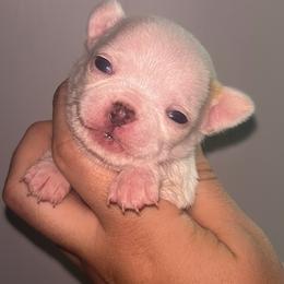 Nigiri - White male Chihuahua puppy in New Castle, Delaware from Sasha’s Elite Kennel LLC