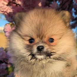 Bubbles - Orange sable female Pomeranian puppy in Utah from Pop Off Pomeranians