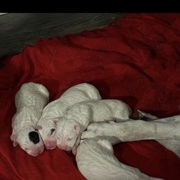 White 2 - White male Dogo Argentino puppy in Carson, Iowa from Thompson Midwest dogos