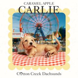 Carlie - Cream female Dachshund puppy in Jenks, Oklahoma from Cotton Creek Dachshunds