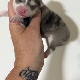 Sasha - Merle female Pomsky puppy in Casa Grande, Arizona from Arizonas Pomsky Squad