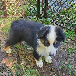 Gwen - Black tri-color female Australian Shepherd puppy in Rossville, Tennessee from GoodSprings Aussies