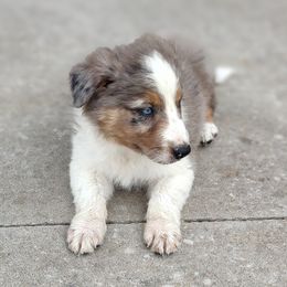 Border Collie Puppies from Bond Border Collies