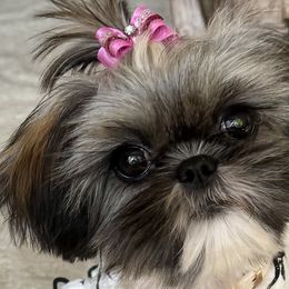 Shih Tzus from Furbourne Farms