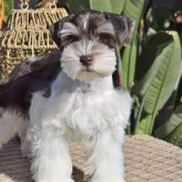 Rambo - Miniature Schnauzer
