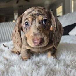 Cocoa - Dapple female Dachshund puppy in Price, Utah from Stone Kennels