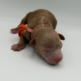 Pumpkin - Apricot female Poodle puppy in Southampton, New Jersey from Lavishly Loved Pets LLC
