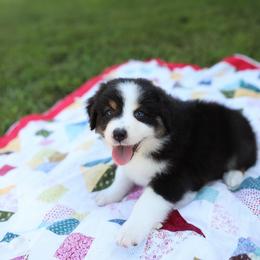 Olive - Black tri-color female Australian Shepherd puppy in Bagley, Iowa from Diamond M Aussies