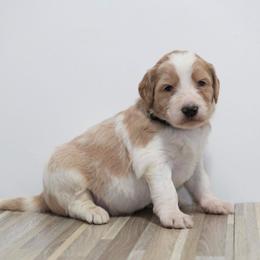 Enzo (Black Band) - Parti male Labradoodle puppy in Plainfield, New Jersey from Caris Paws Poodles and Labradoodles
