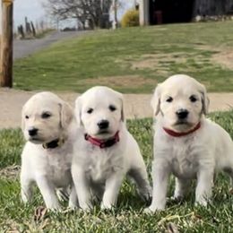 Bernedoodle and Goldendoodle Puppies from White Oak