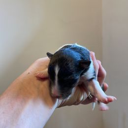 Girl 1 - Shetland Sheepdog puppy in Buffalo, Minnesota from Gulstad’s Shelties