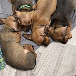 Dachshund Puppies from CV Doxies